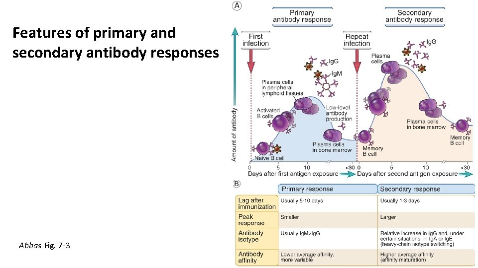 Features of primary and secondary antibody responses Abbas Fig. 7 -3 