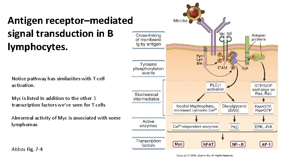 Antigen receptor–mediated signal transduction in B lymphocytes. Notice pathway has similarities with T-cell activation.
