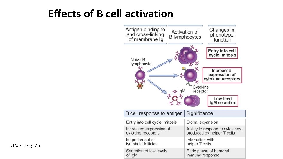 Effects of B cell activation Abbas Fig. 7 -6 