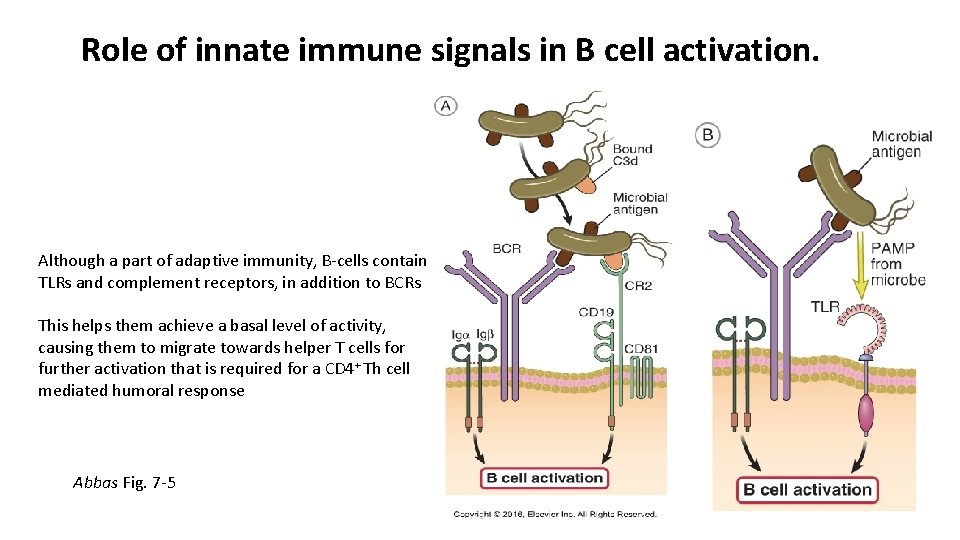 Role of innate immune signals in B cell activation. Although a part of adaptive