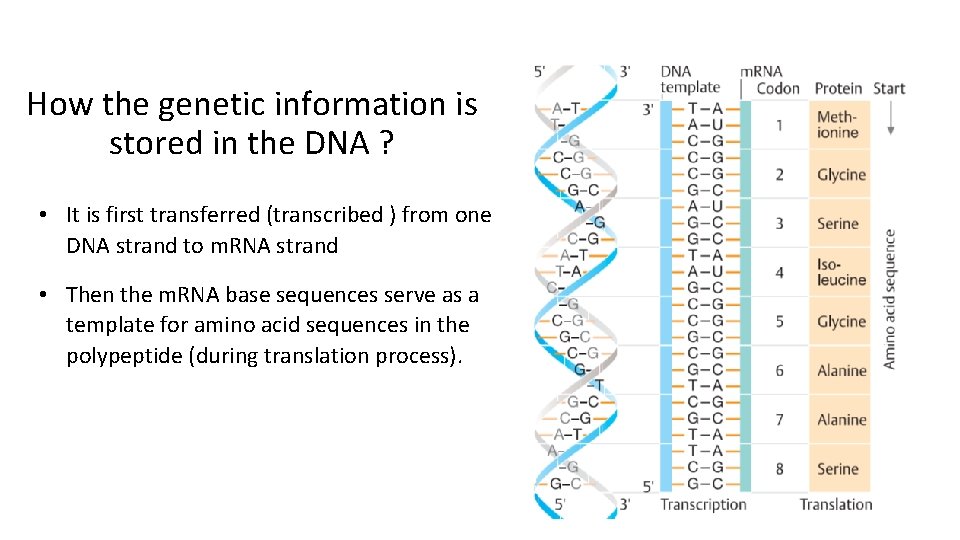 How the genetic information is stored in the DNA ? • It is first