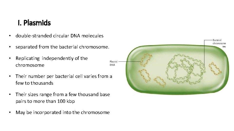 I. Plasmids • double-stranded circular DNA molecules • separated from the bacterial chromosome. •