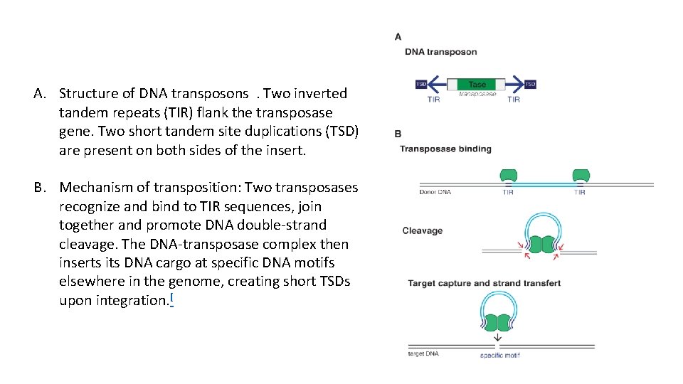 A. Structure of DNA transposons. Two inverted tandem repeats (TIR) flank the transposase gene.