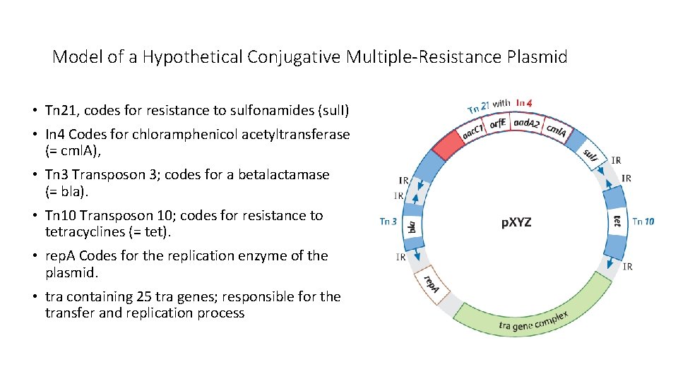 Model of a Hypothetical Conjugative Multiple-Resistance Plasmid • Tn 21, codes for resistance to
