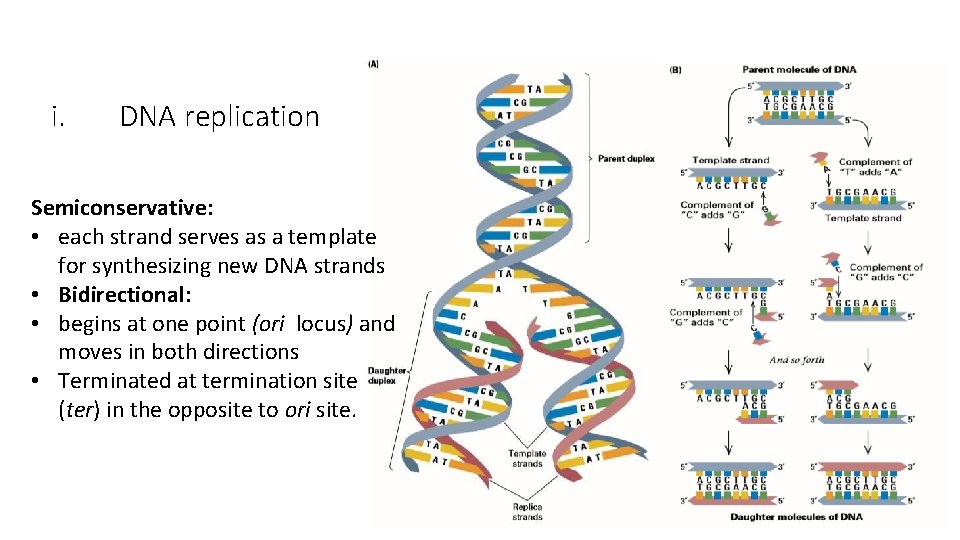 i. DNA replication Semiconservative: • each strand serves as a template for synthesizing new