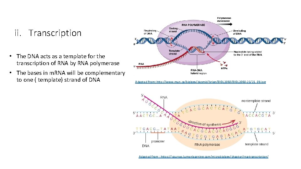 ii. Transcription • The DNA acts as a template for the transcription of RNA