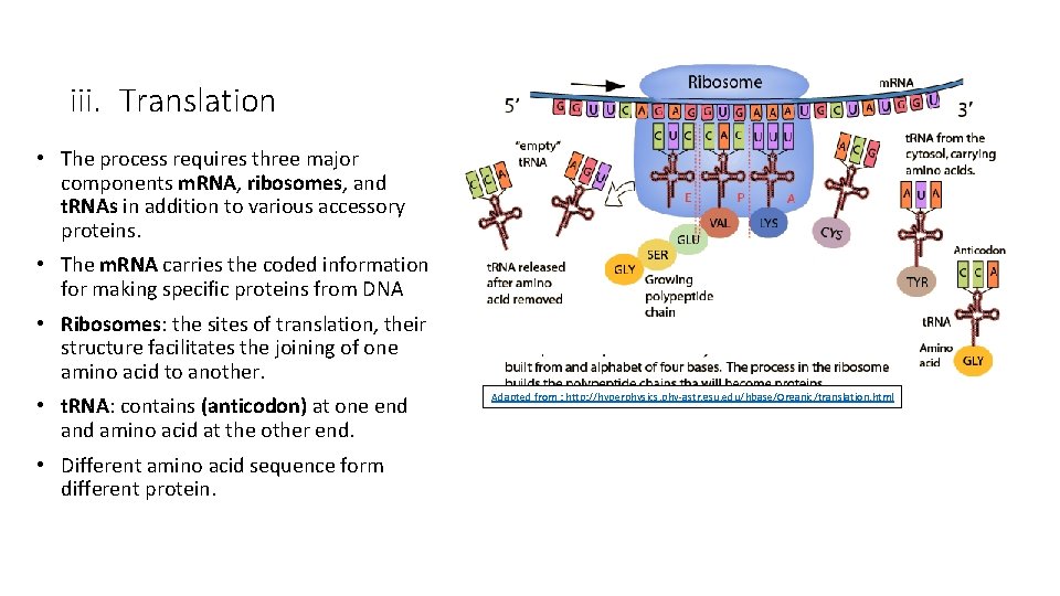 iii. Translation • The process requires three major components m. RNA, ribosomes, and t.
