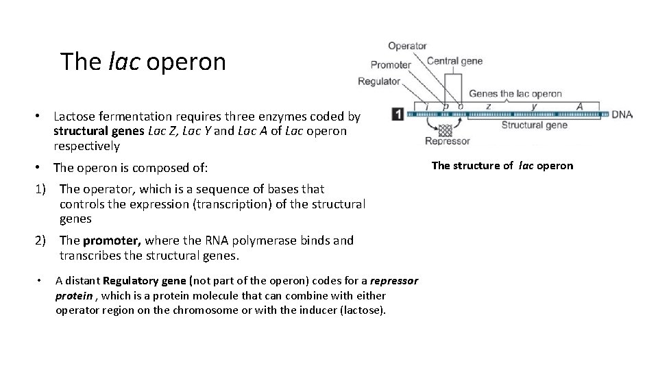 The lac operon • Lactose fermentation requires three enzymes coded by structural genes Lac