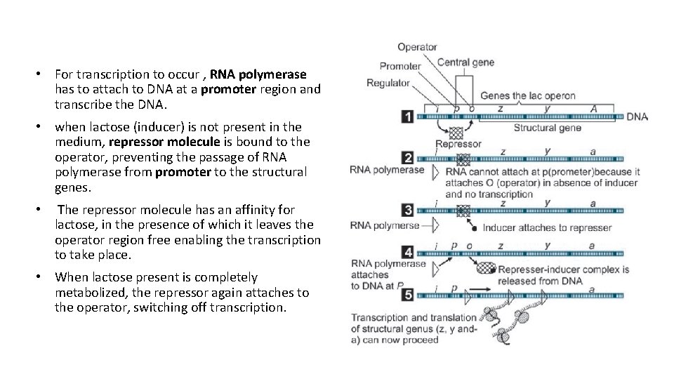  • For transcription to occur , RNA polymerase has to attach to DNA