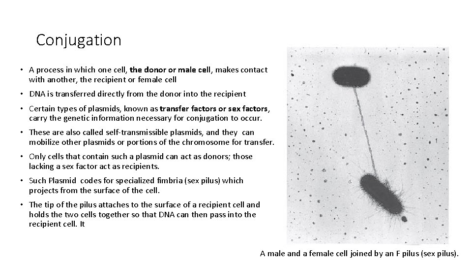 Conjugation • A process in which one cell, the donor or male cell, makes