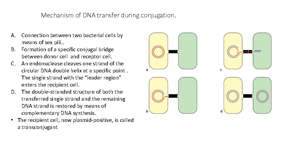 Mechanism of DNA transfer during conjugation. A. Connection between two bacterial cells by means