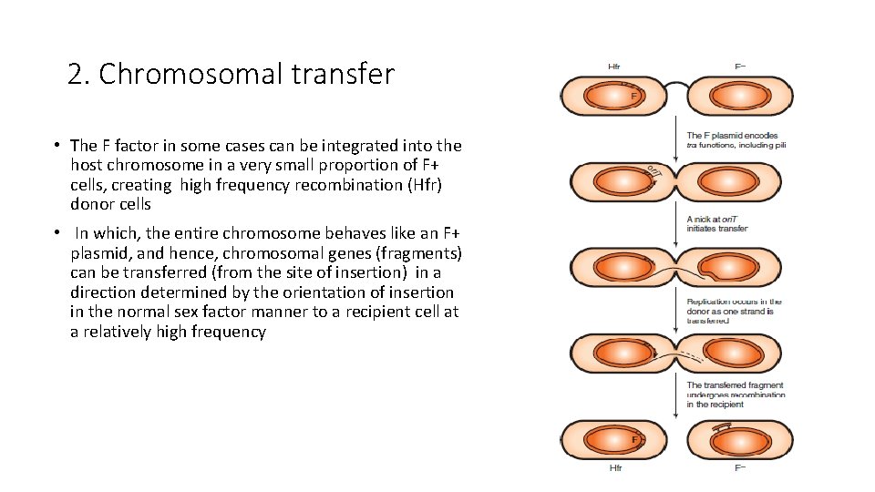 2. Chromosomal transfer • The F factor in some cases can be integrated into
