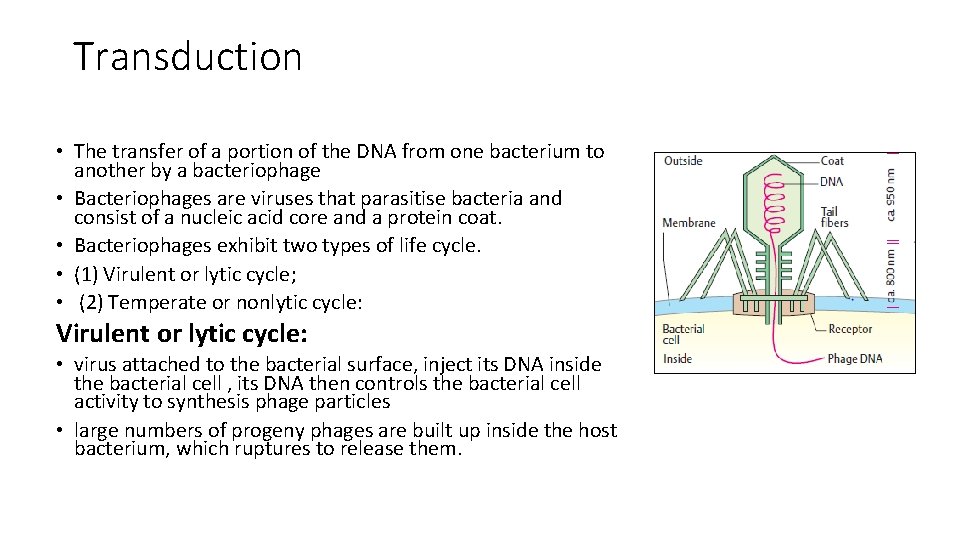 Transduction • The transfer of a portion of the DNA from one bacterium to