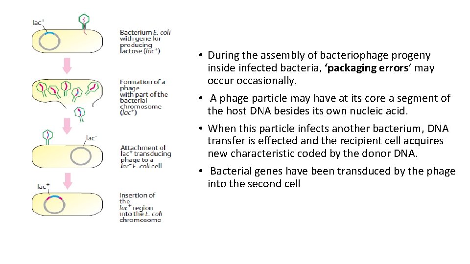  • During the assembly of bacteriophage progeny inside infected bacteria, ‘packaging errors’ may