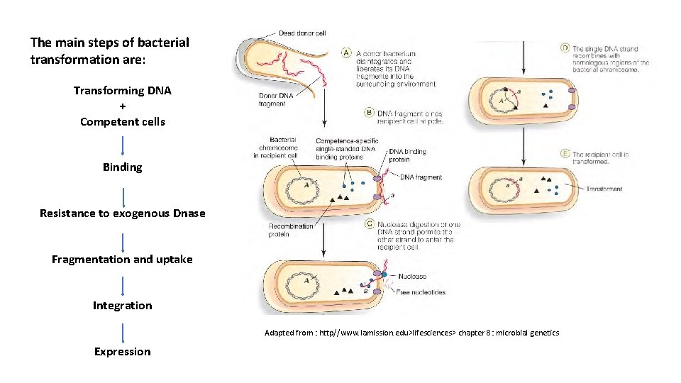 The main steps of bacterial transformation are: Transforming DNA + Competent cells Binding Resistance