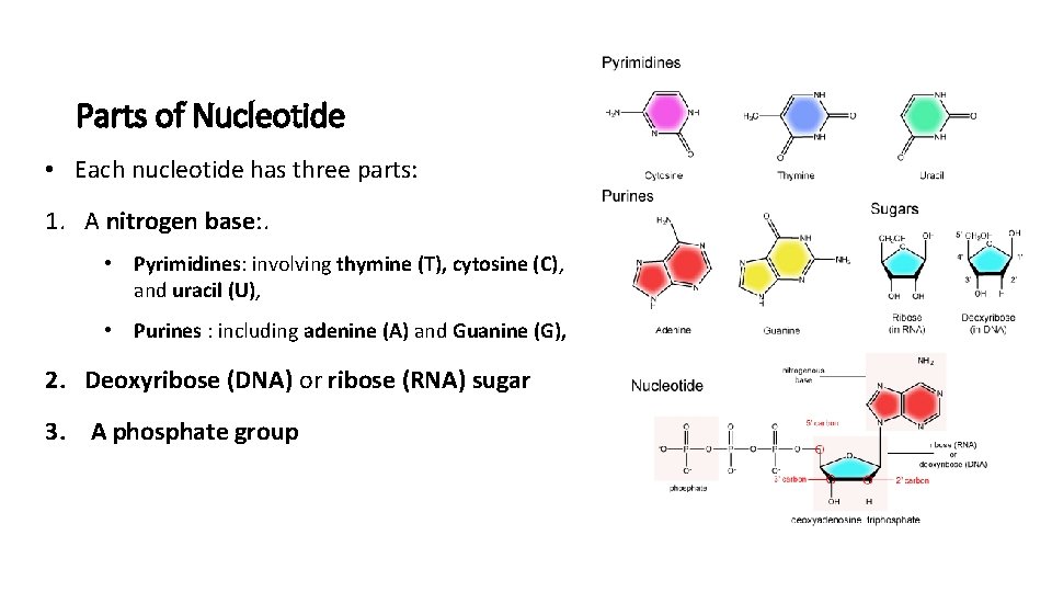 Parts of Nucleotide • Each nucleotide has three parts: 1. A nitrogen base: .