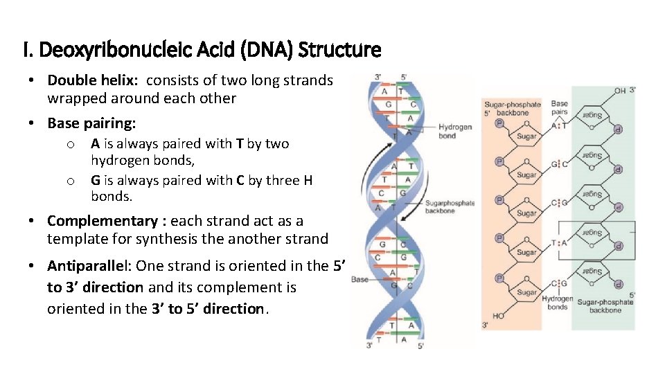 I. Deoxyribonucleic Acid (DNA) Structure • Double helix: consists of two long strands wrapped