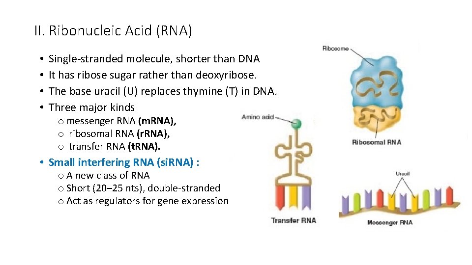 II. Ribonucleic Acid (RNA) • • Single-stranded molecule, shorter than DNA It has ribose