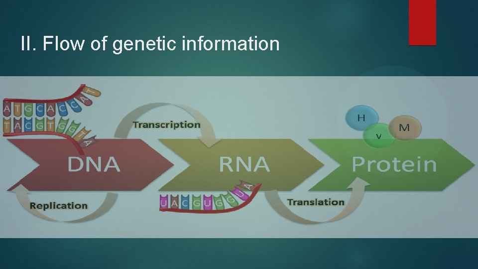 II. Flow of genetic information 