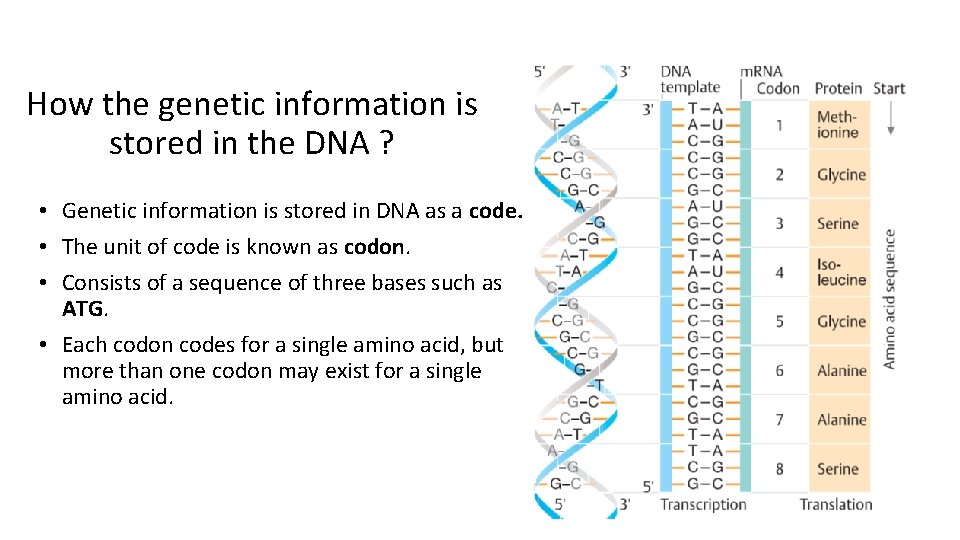 How the genetic information is stored in the DNA ? • Genetic information is