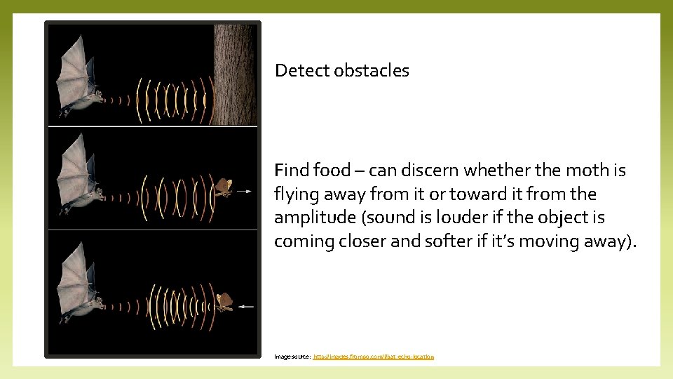Detect obstacles Find food – can discern whether the moth is flying away from