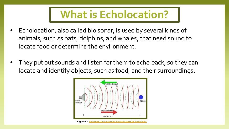 What is Echolocation? • Echolocation, also called bio sonar, is used by several kinds