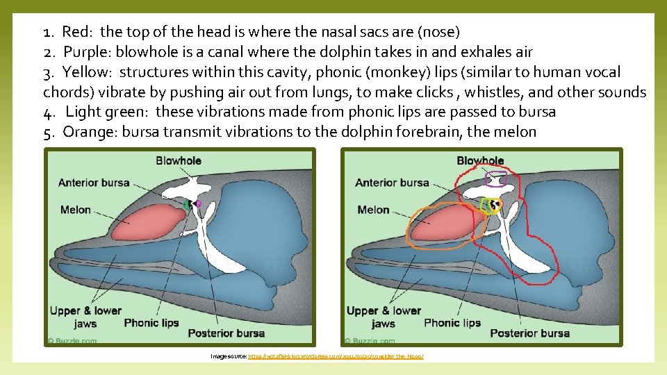1. Red: the top of the head is where the nasal sacs are (nose)