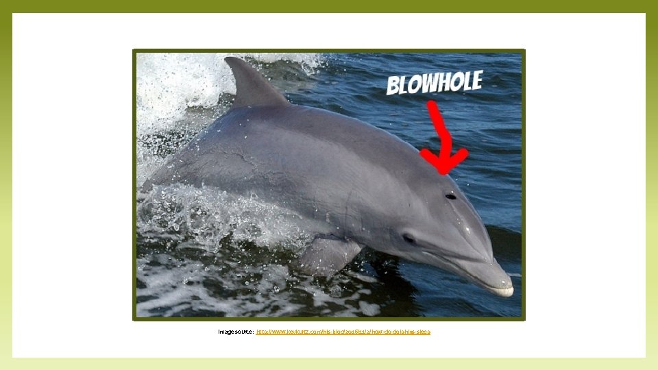 Image source: http: //www. kevkurtz. com/his-blog/2016/11/2/how-do-dolphins-sleep 