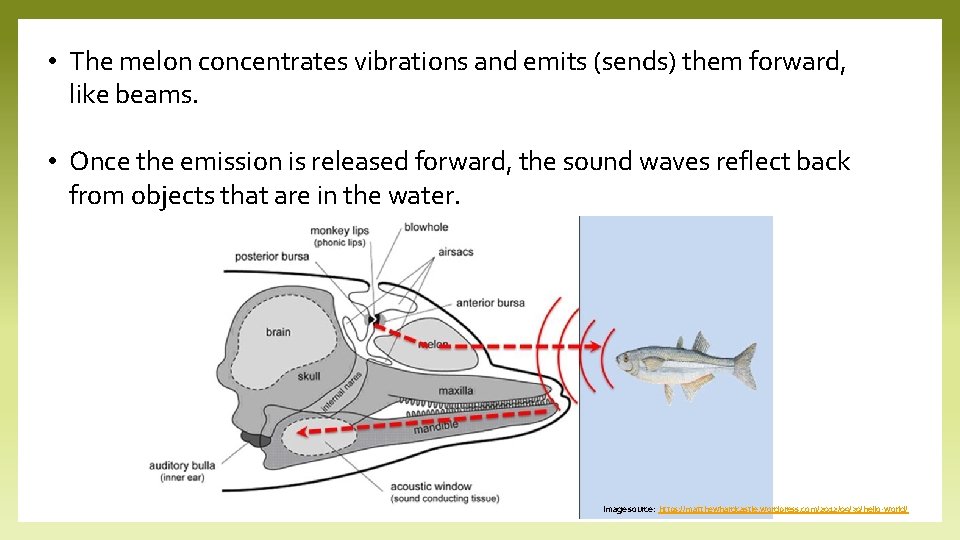  • The melon concentrates vibrations and emits (sends) them forward, like beams. •