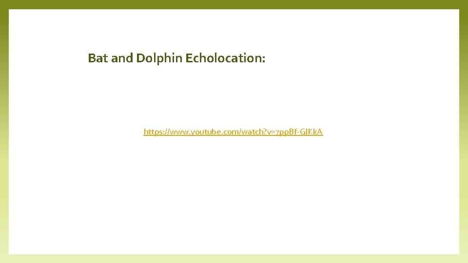 Bat and Dolphin Echolocation: https: //www. youtube. com/watch? v=7 pp. Bf-Gl. Kk. A 
