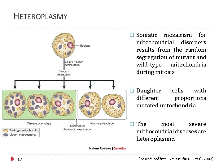 HETEROPLASMY 13 � Somatic mosaicism for mitochondrial disorders results from the random segregation of