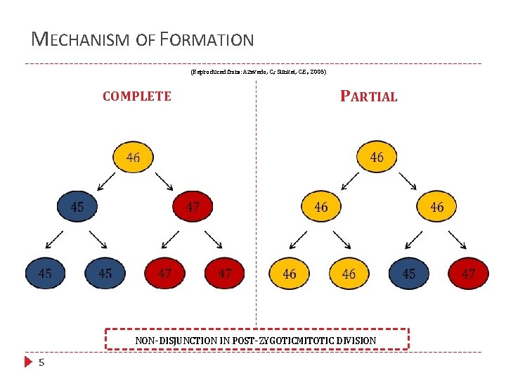 MECHANISM OF FORMATION (Reproduced from: Azevedo, C. ; Sunkel, C. E. , 2005) COMPLETE