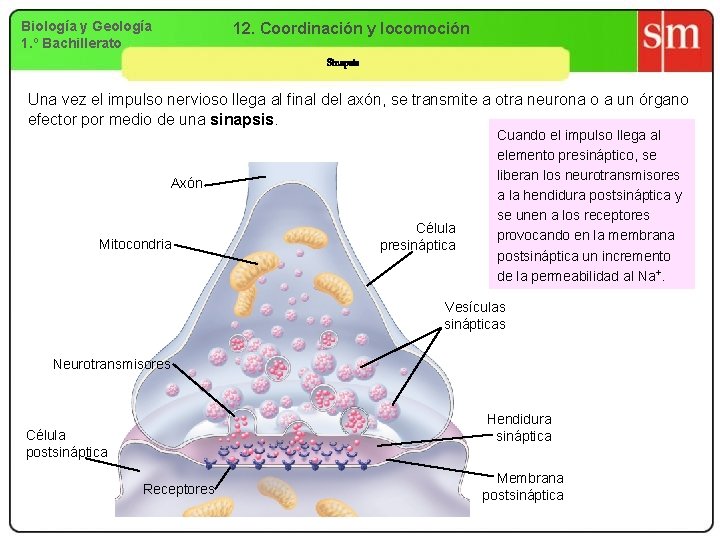 Biología y Geología 1. º Bachillerato 12. Coordinación y locomoción Sinapsis Una vez el