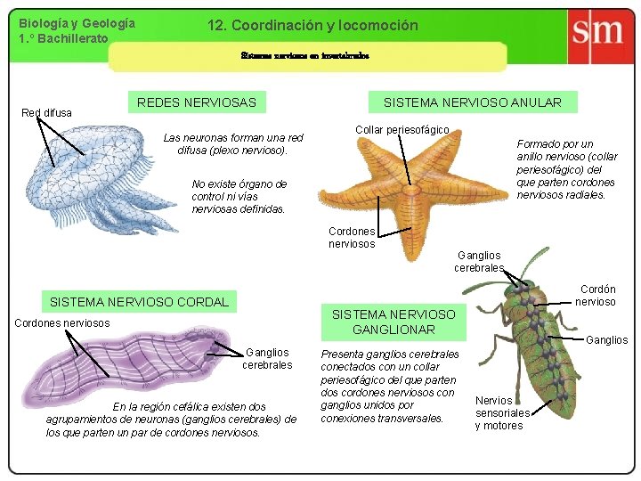 Biología y Geología 1. º Bachillerato 12. Coordinación y locomoción Sistemas nerviosos en invertebrados