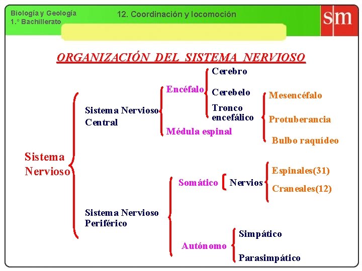 Biología y Geología 1. º Bachillerato 12. Coordinación y locomoción ORGANIZACIÓN DEL SISTEMA NERVIOSO