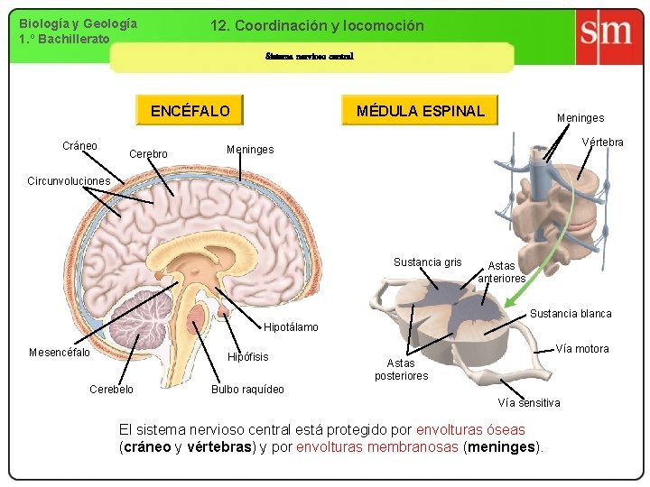 Biología y Geología 1. º Bachillerato 12. Coordinación y locomoción Sistema nervioso central ENCÉFALO