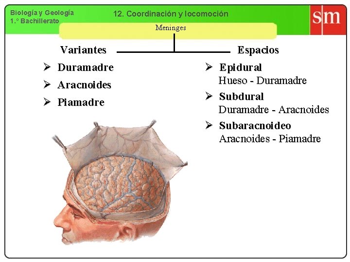 Biología y Geología 1. º Bachillerato 12. Coordinación y locomoción Variantes Ø Duramadre Ø