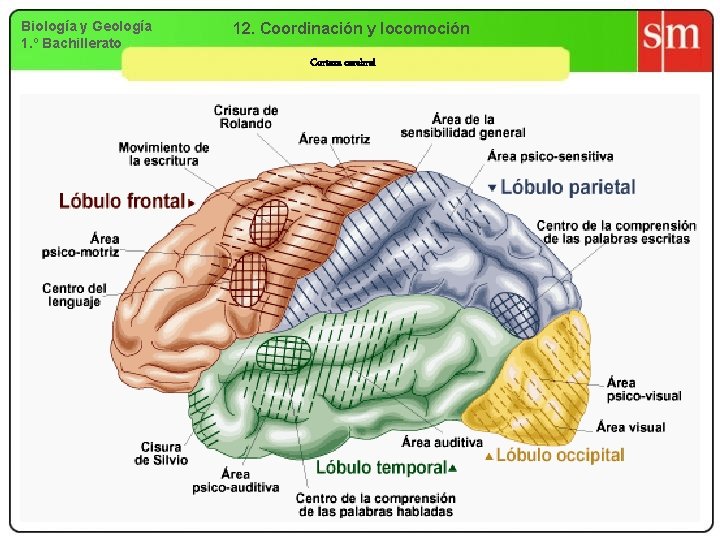 Biología y Geología 1. º Bachillerato 12. Coordinación y locomoción Corteza cerebral 