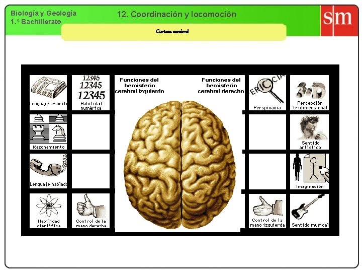 Biología y Geología 1. º Bachillerato 12. Coordinación y locomoción Corteza cerebral 