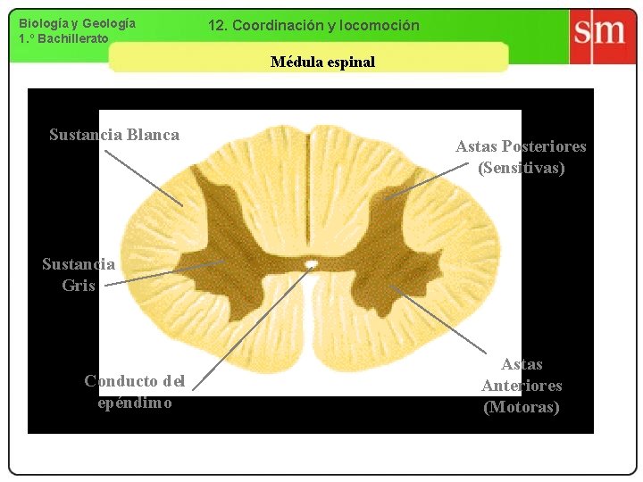 Biología y Geología 1. º Bachillerato 12. Coordinación y locomoción Médula espinal Sustancia Blanca