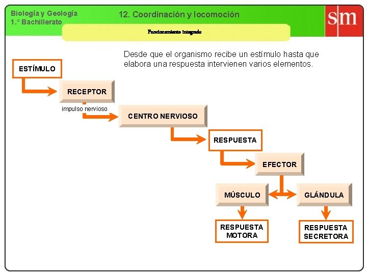 Biología y Geología 1. º Bachillerato 12. Coordinación y locomoción Funcionamiento integrado Desde que