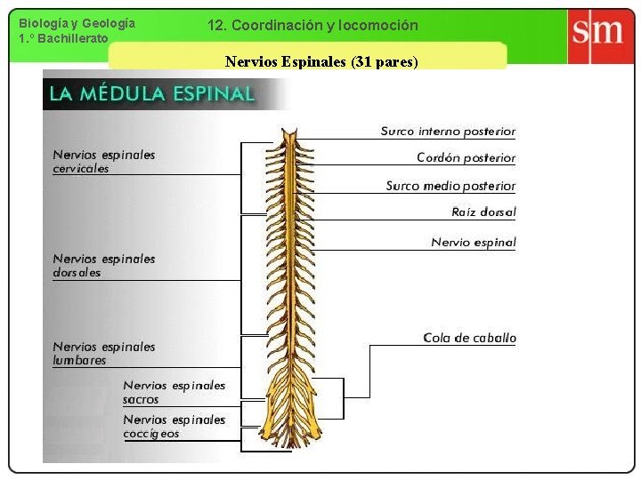 Biología y Geología 1. º Bachillerato 12. Coordinación y locomoción Nervios Espinales (31 pares)