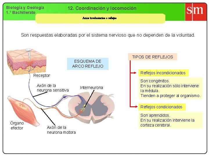 Biología y Geología 1. º Bachillerato 12. Coordinación y locomoción Actos involuntarios o reflejos
