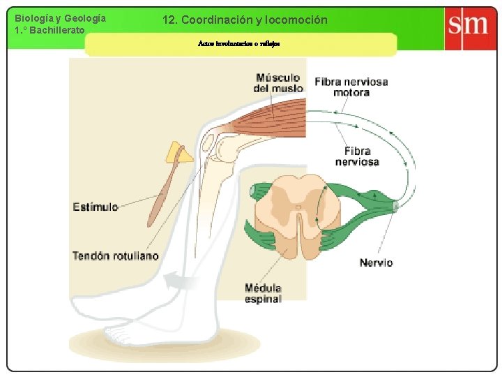 Biología y Geología 1. º Bachillerato 12. Coordinación y locomoción Actos involuntarios o reflejos