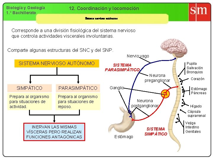 Biología y Geología 1. º Bachillerato 12. Coordinación y locomoción Sistema nervioso autónomo Corresponde