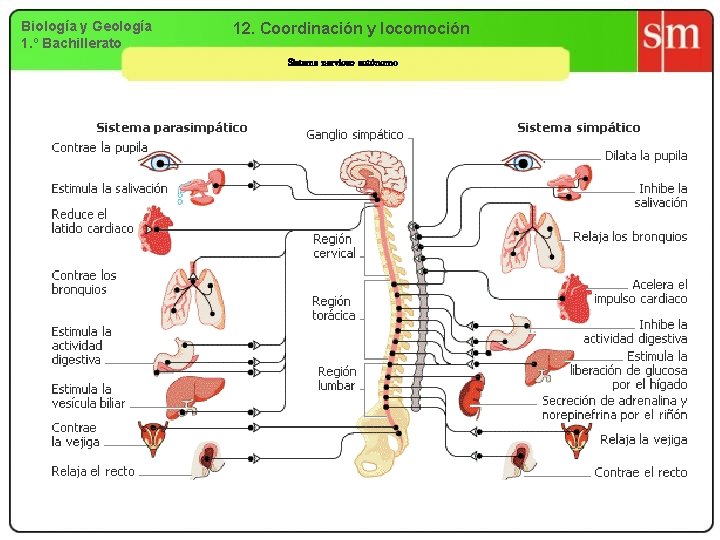 Biología y Geología 1. º Bachillerato 12. Coordinación y locomoción Sistema nervioso autónomo 