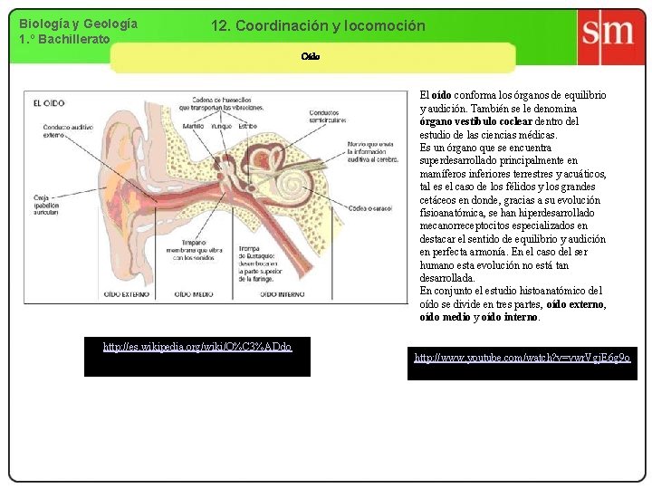 Biología y Geología 1. º Bachillerato 12. Coordinación y locomoción Oído El oído conforma