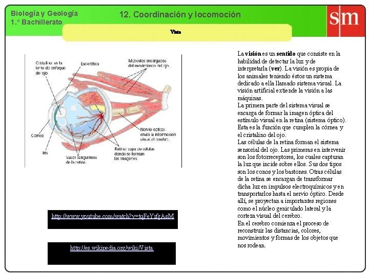 Biología y Geología 1. º Bachillerato 12. Coordinación y locomoción Vista http: //www. youtube.