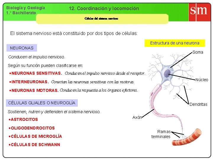 Biología y Geología 1. º Bachillerato 12. Coordinación y locomoción Células del sistema nervioso