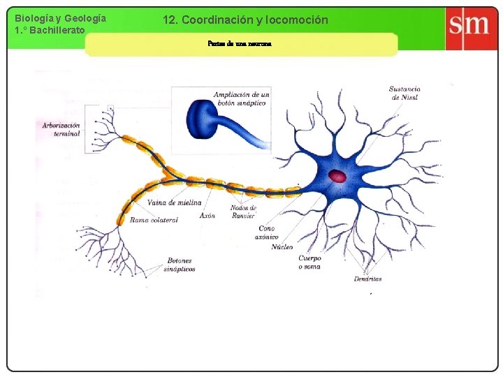 Biología y Geología 1. º Bachillerato 12. Coordinación y locomoción Partes de una neurona